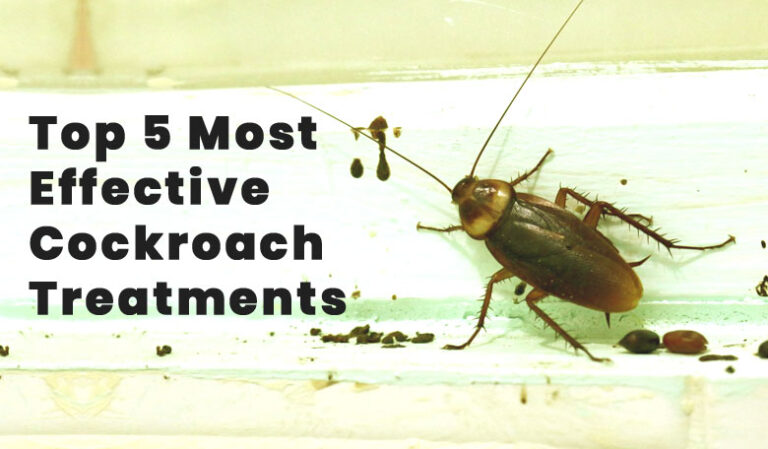 Read more about the article Top 5 Most Effective Cockroach Treatments That Actually Work (Expert-Approved Solutions)